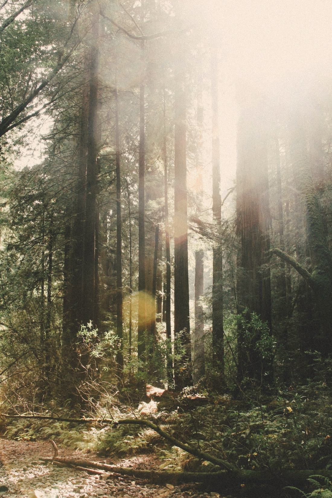 Sunlight streaming through tall west coast evergreens