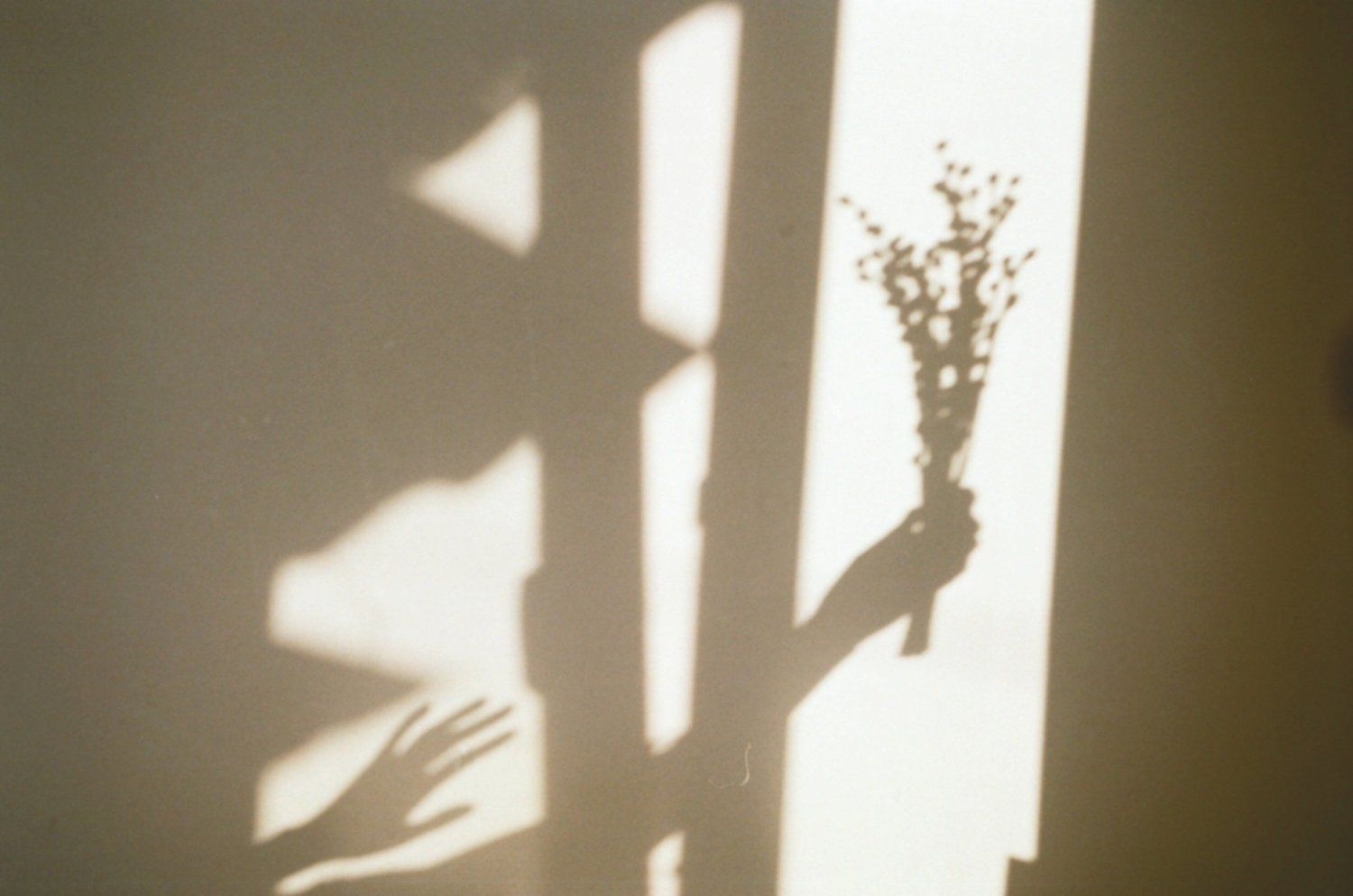Dried flowers casting shadows on a sunlit wall