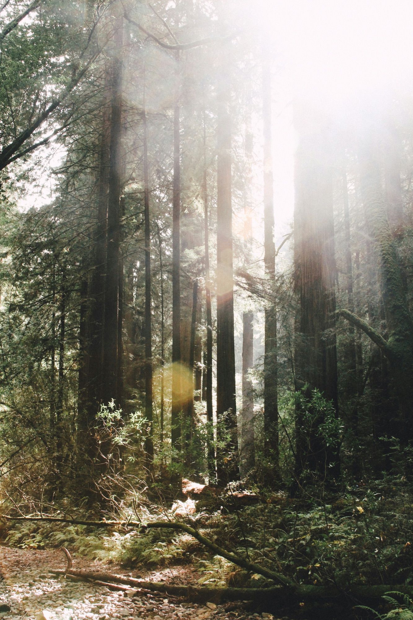 Sunlight through a west coast forest